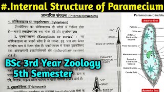 Internal structure of Paramecium in Hindi  Body structure of Paramecium  BSc 3rd year Zoology [upl. by Mond338]