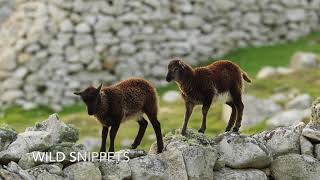 Soay Sheep [upl. by Aylmer]