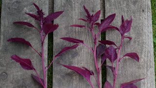 Pinching Amaranthus [upl. by Lenzi]