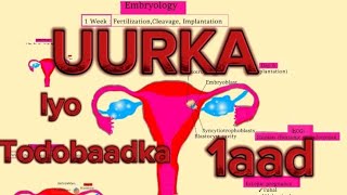 Embryology 1 Fertilization Cleavage Implantation  UURKA iyo todobaadka 1aad [upl. by Margaux]