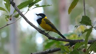 🐦 Male Golden Whistler singing on NSW North Coast Pachycephala pectoralis HD [upl. by Htilil]