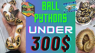 10 Ball Python Morphs UNDER 300 [upl. by Atsilac286]