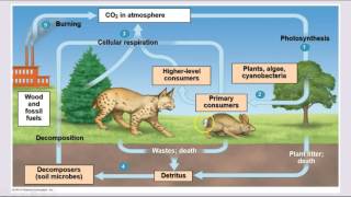 Ecology  Trophic Levels amp Nutrient Cycles [upl. by Mullins]