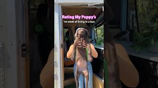 Rating Our Rescue Puppy’s First Week 110 🤪In a Bus vanlife buslife rescuedog labrador [upl. by Shear962]