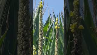 Pennsylvania “MULLEIN” Plants are Blooming  Cool Plant pennsylvania plants lancaster [upl. by Zilada]