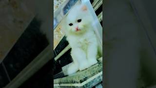 Kithe Chali banke❤️🥰 kabutari Moto Cat 🐈 video shorts trending [upl. by Ahsiekram357]