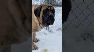 My HUGE Mastiffs in the Snow Patton Del Fracasso amp Qiana Del Fracasso [upl. by Salta]