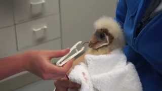 Feeding Very Vocal Baby Barn Owl [upl. by Otsirave851]