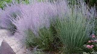 Get to Know Russian Sage  SunLoving Plants [upl. by Anirehc]