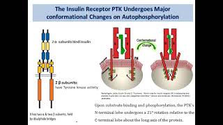 Signal transduction part 2 [upl. by Chobot]