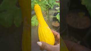 My first ever harvest of early summer crookneck squash gardening mytakeonhomeandgarden [upl. by Eicnahc]