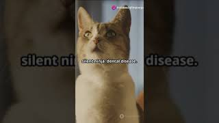 Cat Health Issues What to Watch For catfacts cat pets cuteanimals kittycat meow [upl. by Hamo]