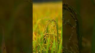 A journey through the paddy fields wildpredator village dhan paddy crop [upl. by Swen]