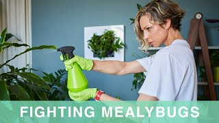 How To Get Rid Of Mealybugs On Houseplants [upl. by Alimak]