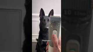 INSE P20 Pro Pet Grooming Vacuum Credit by mydogsdope [upl. by Ayifas]