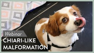 Canine ChiariLike Malformation amp Neuropathic Pain  Webinar Series Lecture  2 [upl. by Atsahs452]