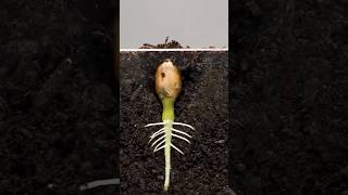 Life Of Plants  lifeofplants seedsowing timelapse garden houseplants niteshmeenaplants [upl. by Bernete]