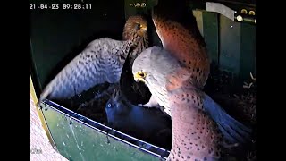 Kestrel  from egg to first flight [upl. by Enaerb]