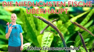 Seepferdchen für das Süßwasseraquarium  Die Süßwassernadel  Türchen 12 [upl. by Carine]