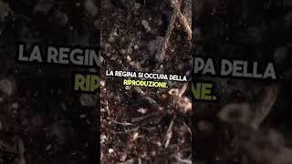 INVASIONE di FORMICHE 🐜scopriamo di cosa si tratta e come TRATTARLE con INCREDIBILI rimedi NATURALI😏 [upl. by Lucrece]