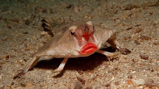 The Red Lipped Batfish  Natural Born Thrillers [upl. by Morell644]