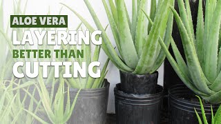 How To Layer Aloe Vera Before Cutting [upl. by Filip]