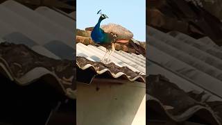 national bird beauty on my house dutyviralmormornimayurpeacock and peahen shorts ytshortsyt [upl. by Nide296]