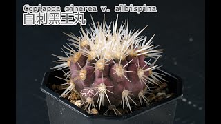 仙人掌龍爪球屬白刺黑王丸 Copiapoa cinerea var albispina介紹 [upl. by Nnaassilem413]