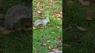 Squirrel looking where to burty Nutssquirrel funnnymoments [upl. by Calia]