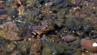 Mountain Yellowlegged Frog [upl. by Caputo121]