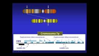 Duplicaciones segmentarias en el genoma humano [upl. by Sanfred493]
