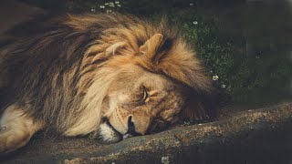 The Tokens  The Lion Sleeps Tonight  with lyrics  Music amp Lyrics [upl. by Asirrac726]