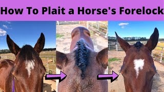 How To Plait a Horses Forelock  Show Horse Presentation Tips [upl. by Chem]