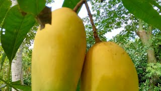 mangga thailand manggamanis manggamanggamanalagi [upl. by Yemirej]