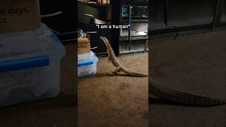 My lizard thinks that he is human [upl. by Aipotu]