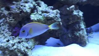 Scarus Qouyi amp Australian Acanthurus Dussumieri Tang [upl. by Ymaral]