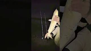 Mind ya business fishing fish cat bluegill livecatfishing bassfishing [upl. by Eelik198]