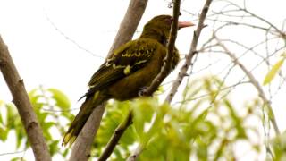 Green Oriole Call birds birdsounds [upl. by Ennaharas]