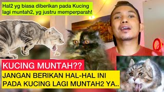 KUCING MUNTAH JANGAN KASIH HAL BERIKUT PADA KUCING MUNTAH  Pantangan bagi Kucing Muntah dhyonlee [upl. by Nakre]