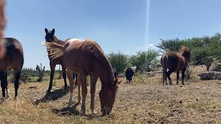 Horses Eating 😊🤠 [upl. by Brigette589]