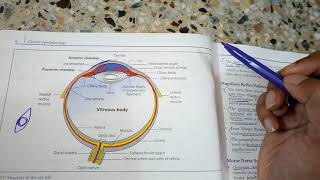 OPHTHALMOLOGYeye introduction of basic anatomy a revision lecture [upl. by Adnara]