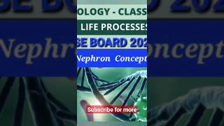 Nephron Conceptclass 10th Cbse Board 202425 ncert class10th lifeprocess viralshorts [upl. by Siderf]