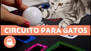 JUGUETE PARA GATOS con CAJAS  Juguetes caseros fáciles de hacer [upl. by Shandra961]