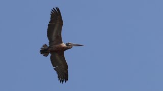 Spotbilled Pelican in Flight 4K [upl. by Ko]