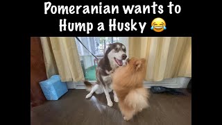 POMERANIAN TRYING TO MATE WITH A HUSKY PART 2 [upl. by Areema]