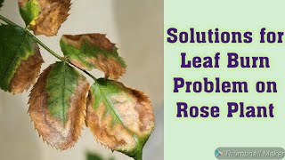 Roses leaf burn problems causes and solution [upl. by Medardas]