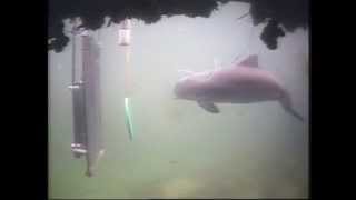 Studying the a Porpoises Hearing With Echolocation [upl. by Enaitsirk150]