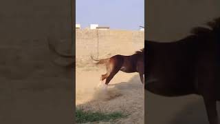 Murtajiz Badshah  mashallah live cinematic horse arabianstallion horselover explore [upl. by Hollingsworth]