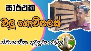 එලු පාලයෙන් නිවසේ සිට අමතර ආදායමක්  elu palanaya [upl. by Bellaude]