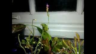 Drosera capensis Cape Sundew flowering  Three week timelapse [upl. by Nyhagen]